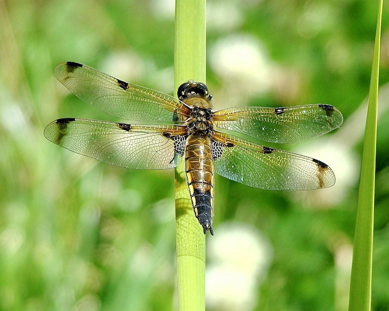 four-spotted chaser